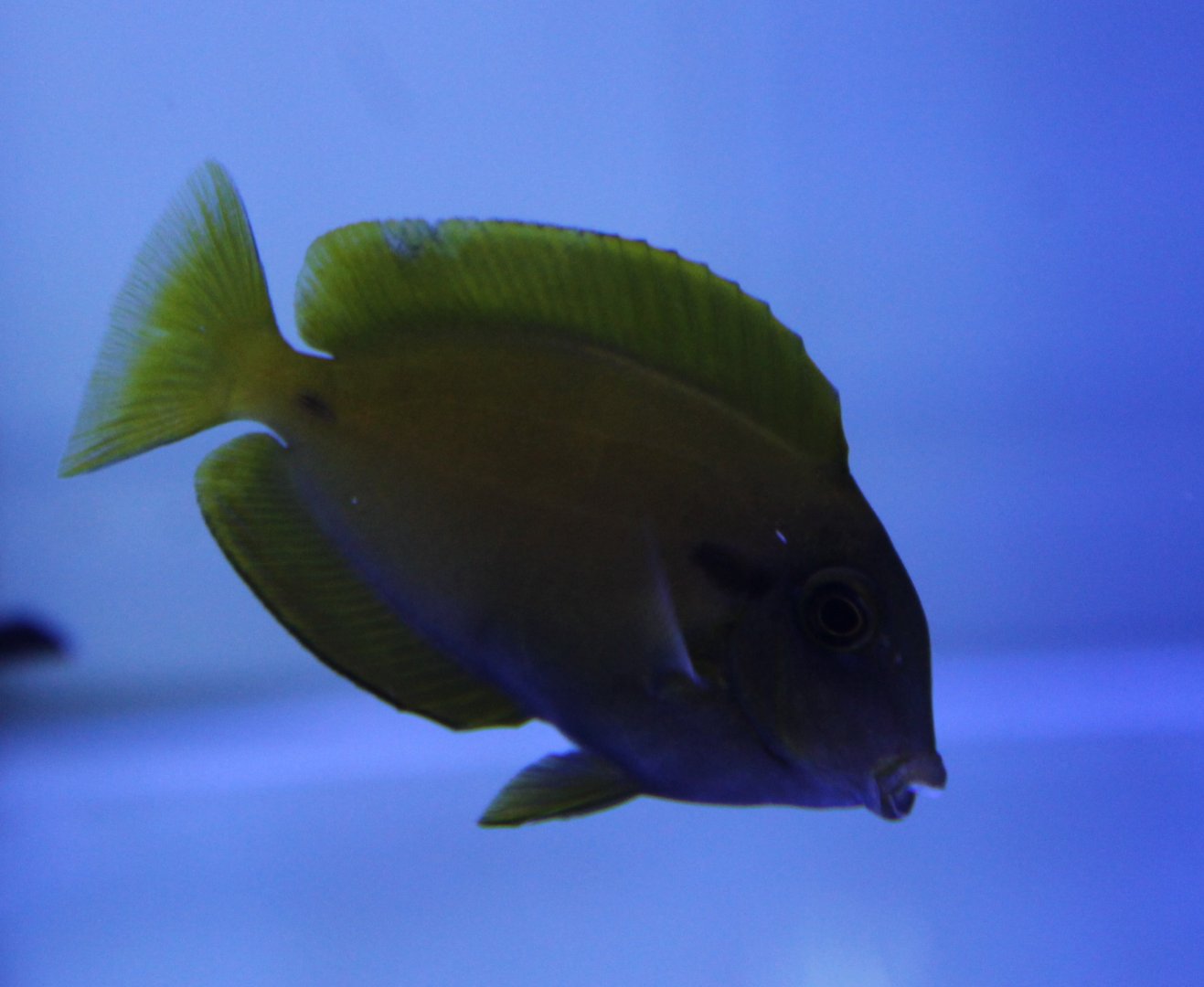 Surgeonfish ID
