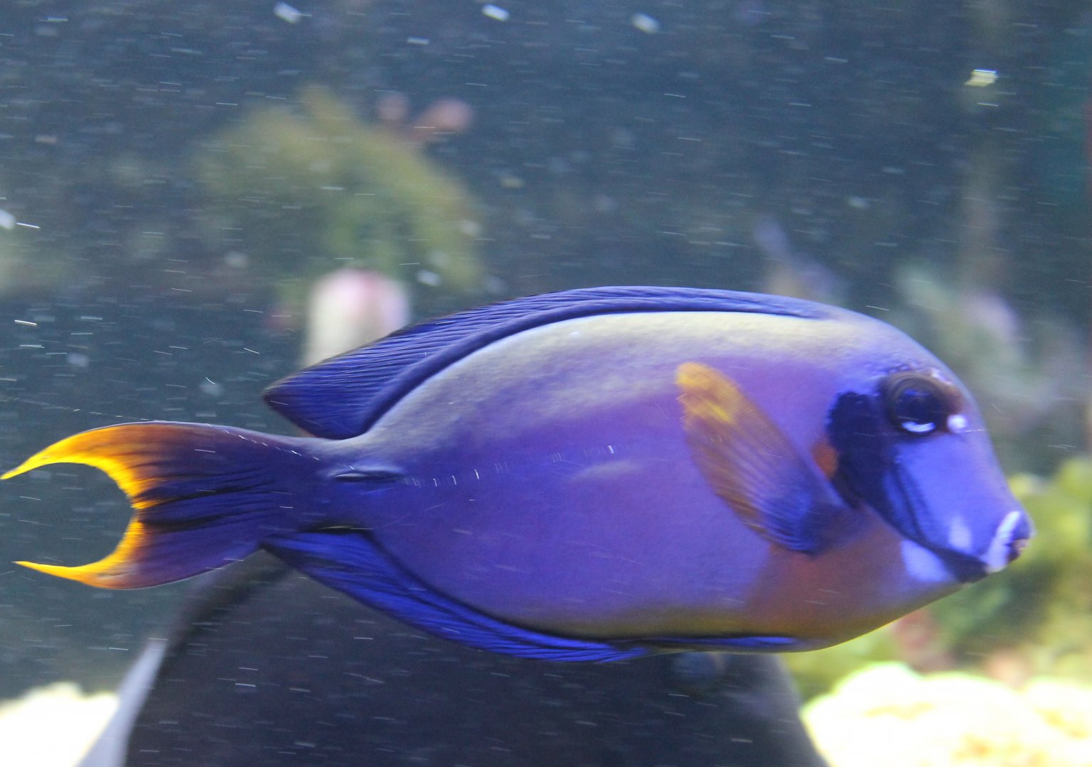 Surgeonfish ID
