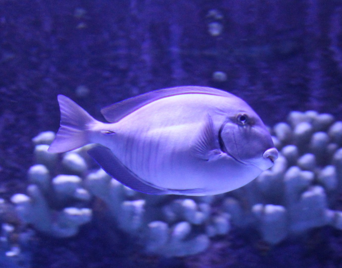 Surgeonfish ID