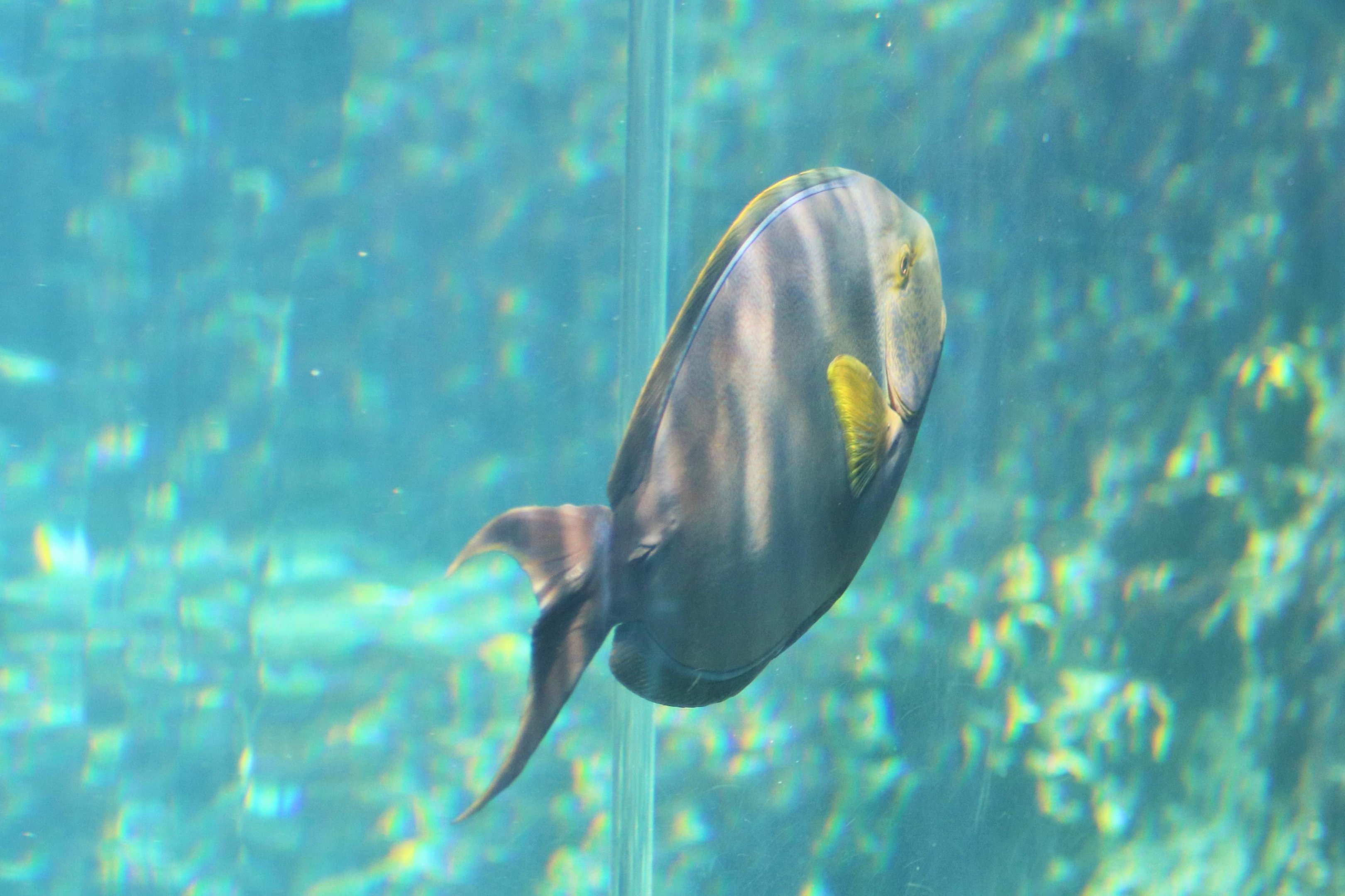 Surgeonfish ID?