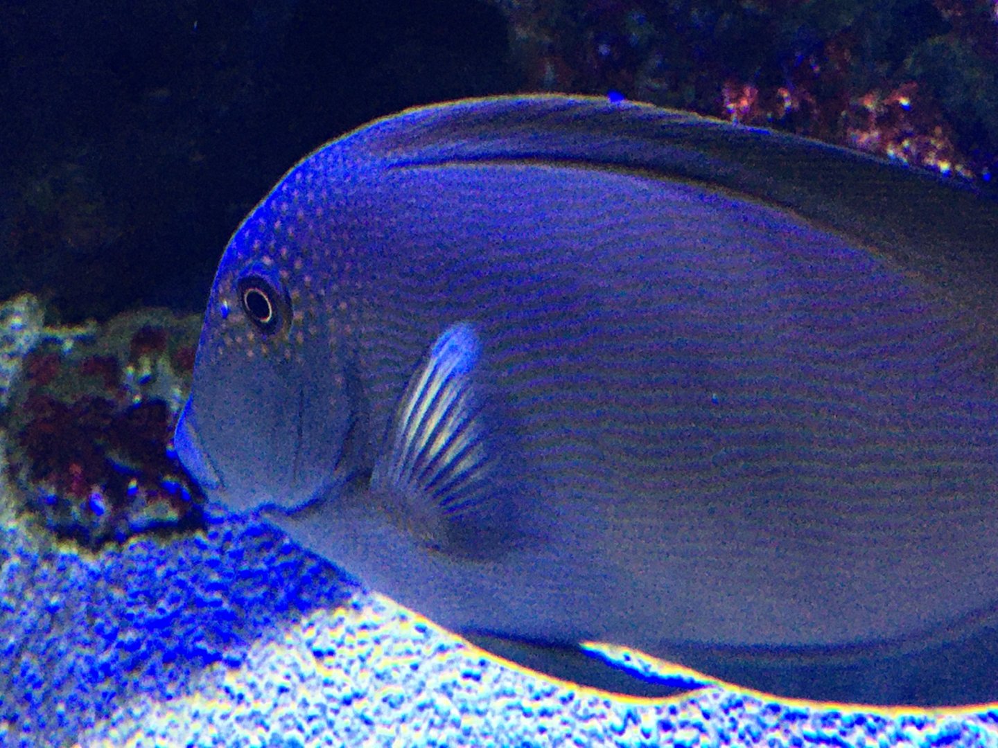 Surgeonfish ID?