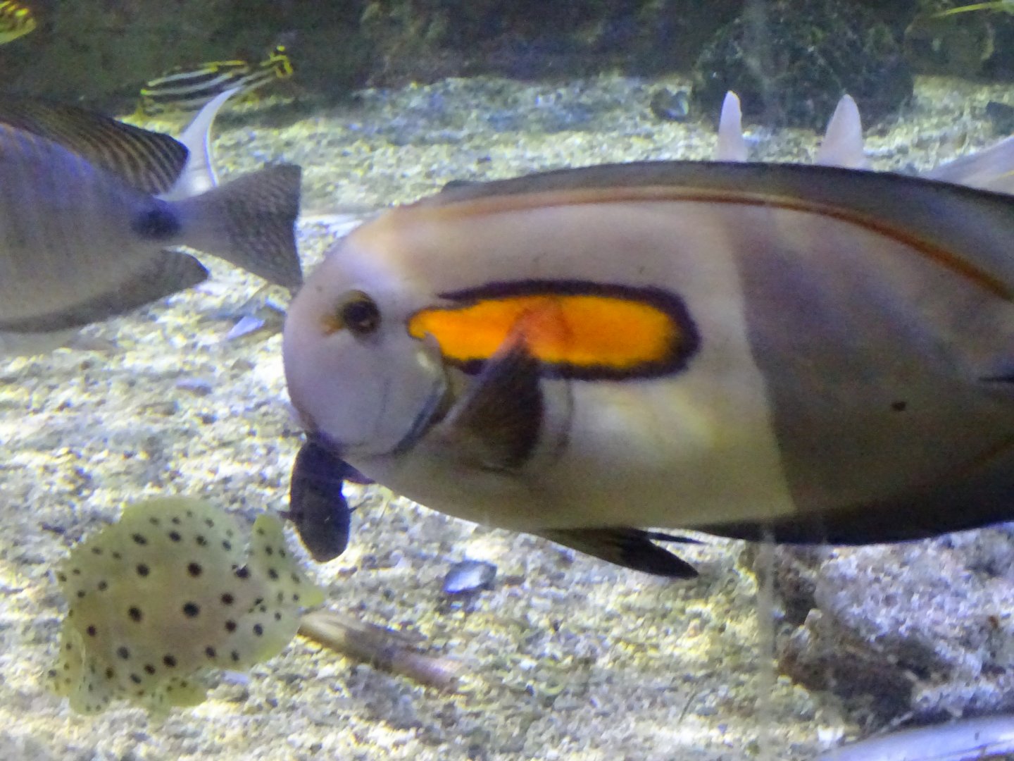 surgeonfish ID