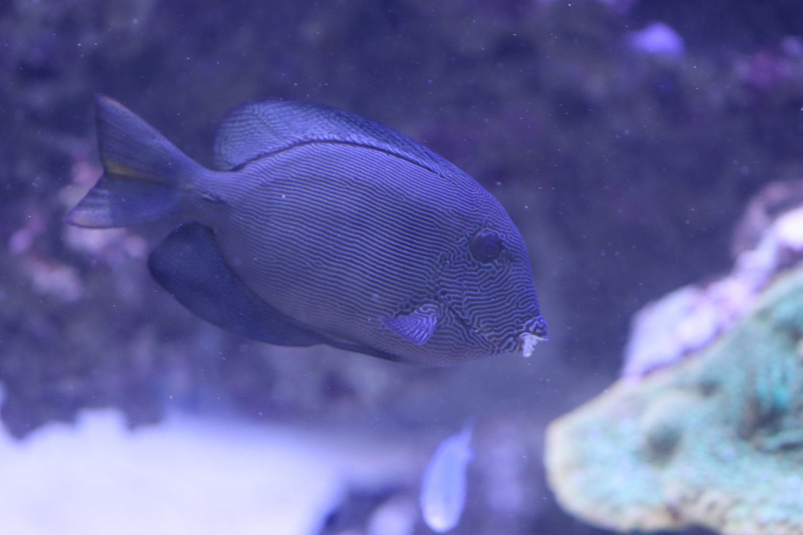 Surgeonfish ID