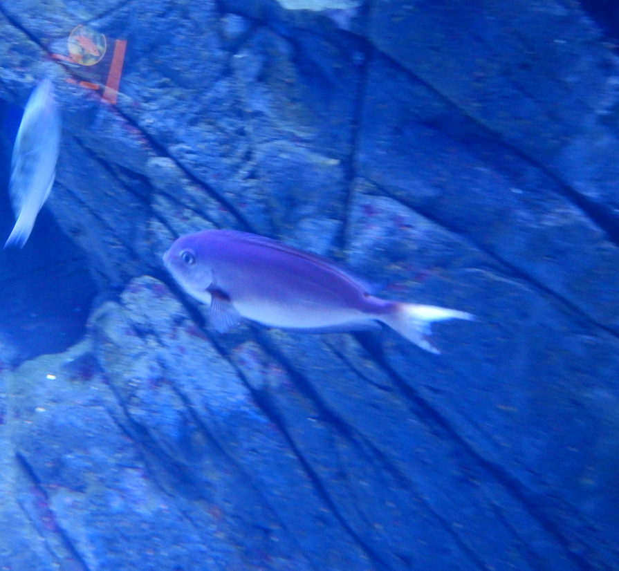 Surgeonfish ID?