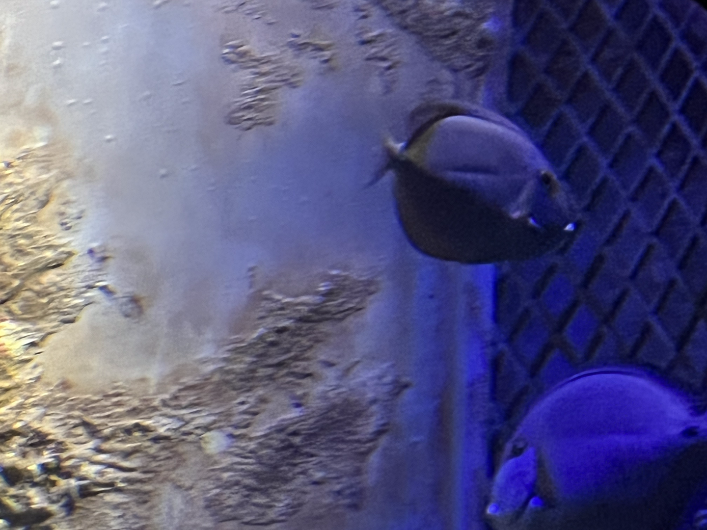 Surgeonfish ID?