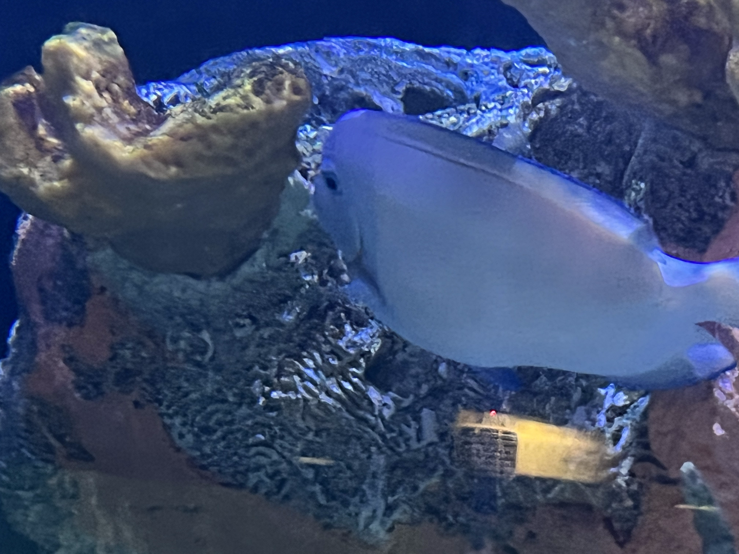 Surgeonfish ID
