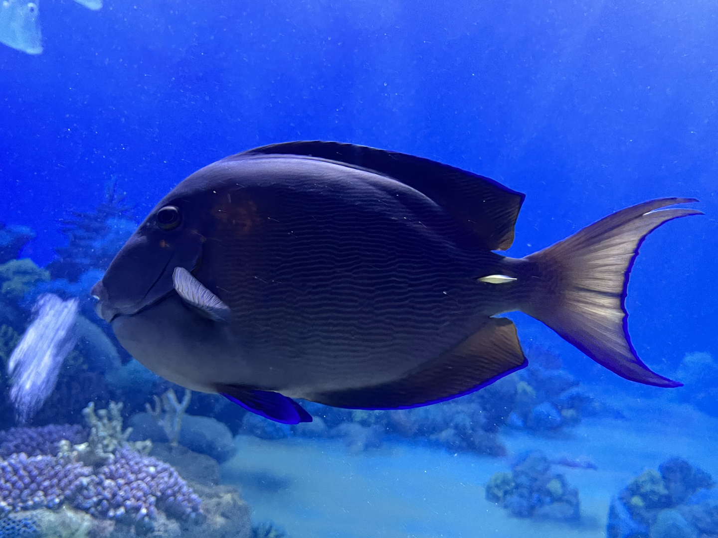 Surgeonfish ID