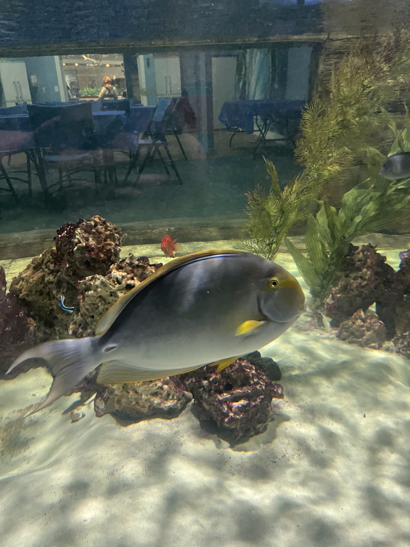 Surgeonfish ID