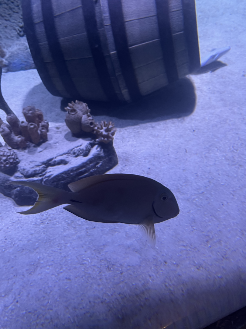 Surgeonfish ID