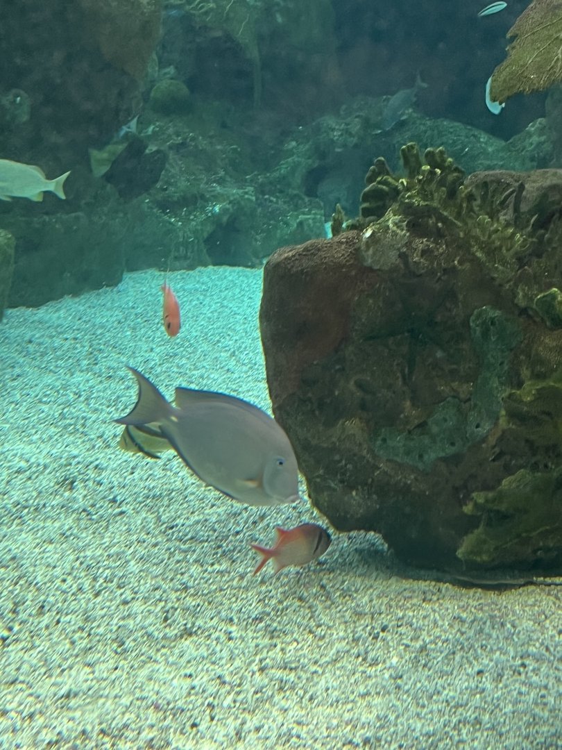 Surgeonfish ID