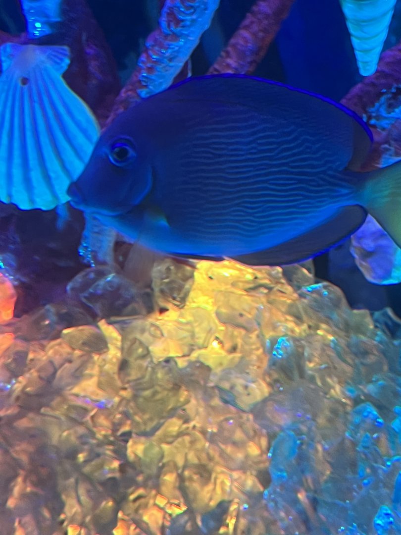 Surgeonfish ID