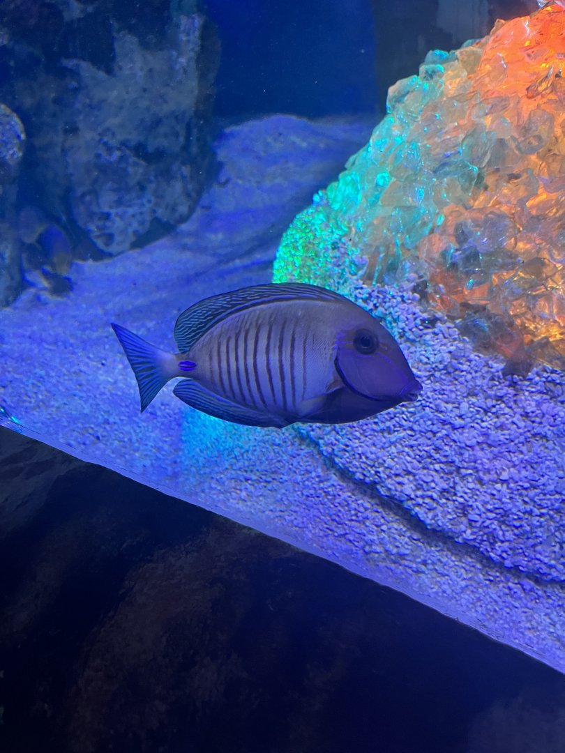 Surgeonfish ID