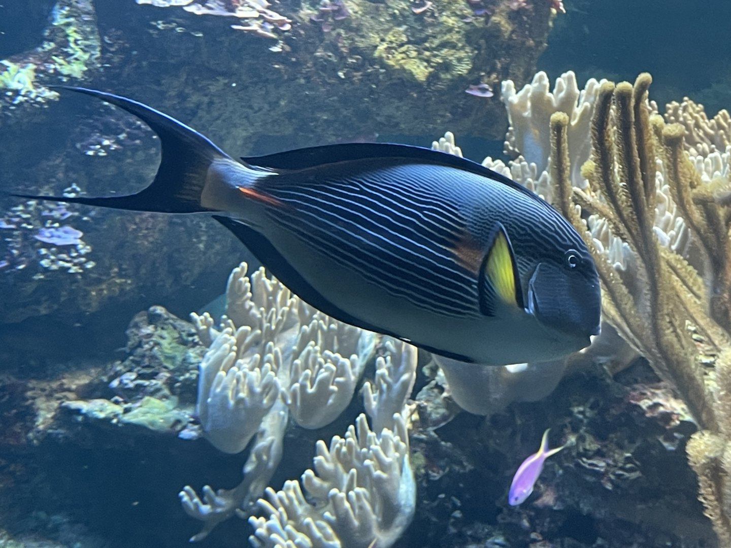 Surgeonfish ID?