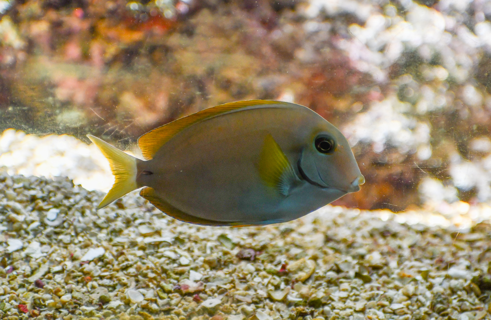 Surgeonfish ID