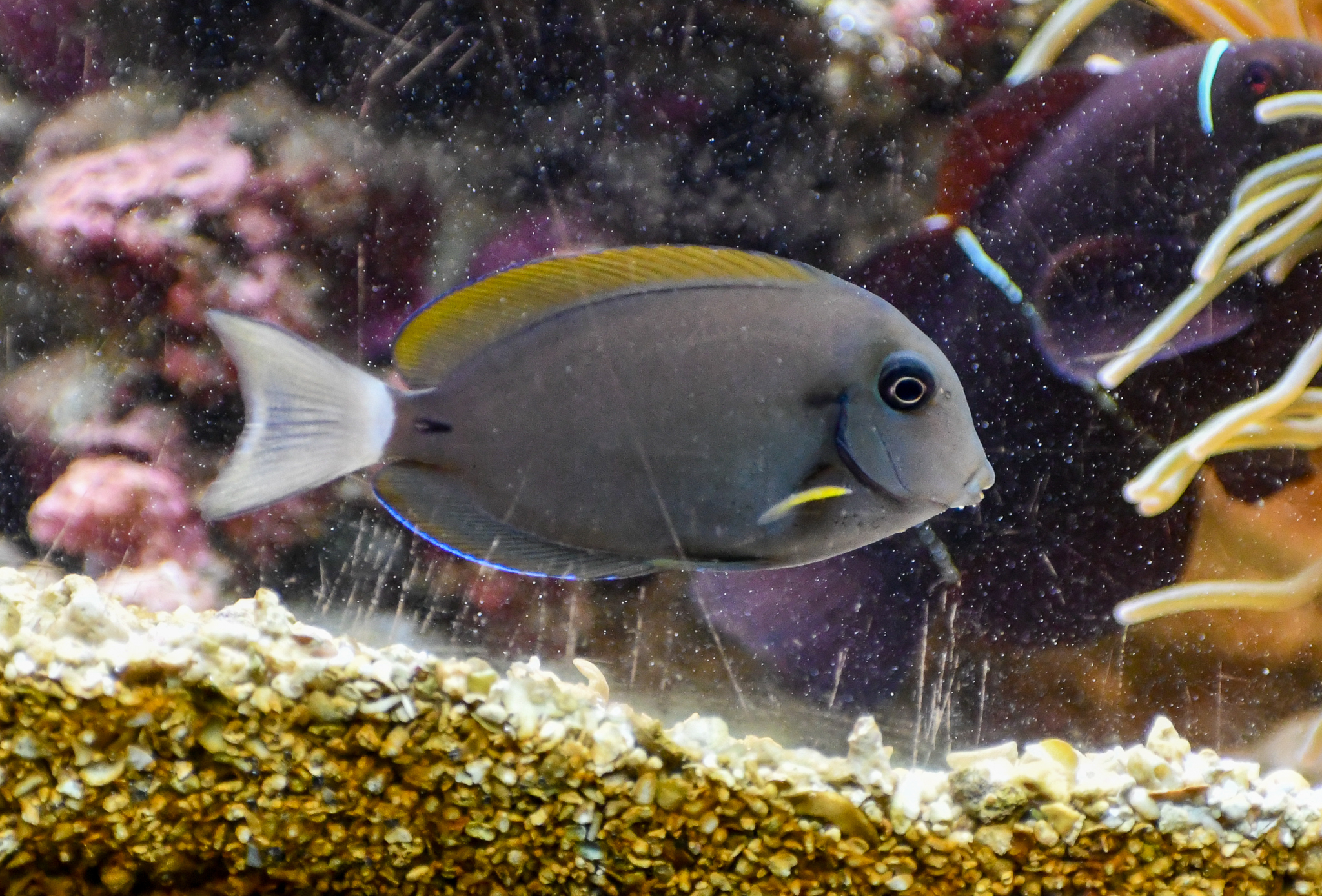Surgeonfish ID