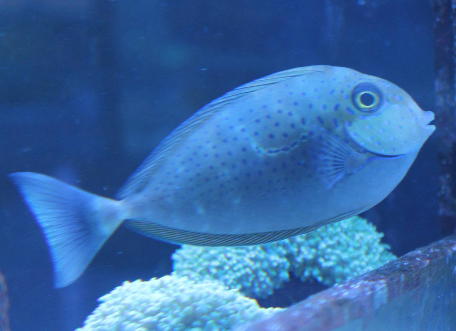 Surgeonfish - Naso lopezi