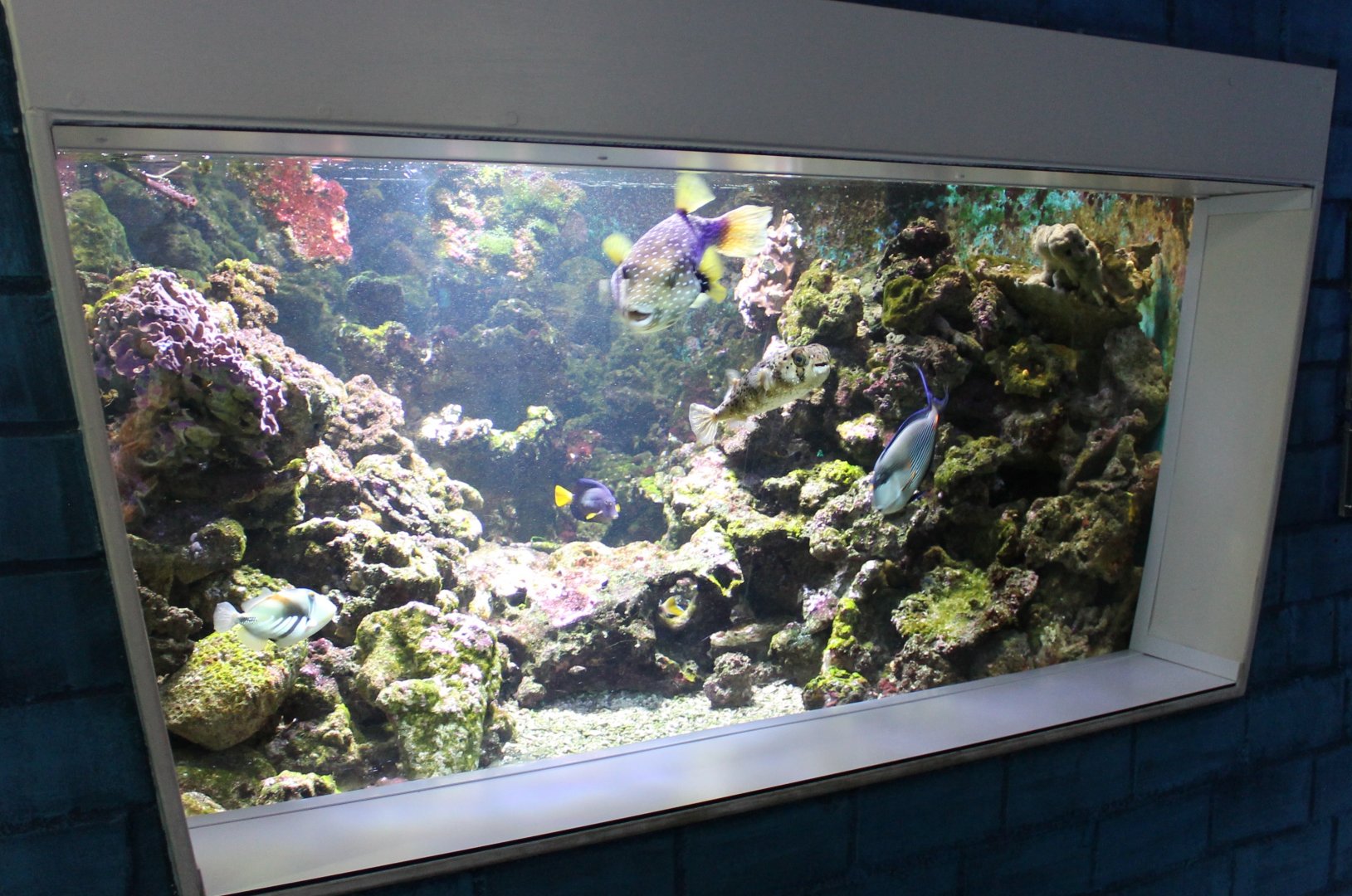 Surgeonfish - Puffer - Triggerfish tank