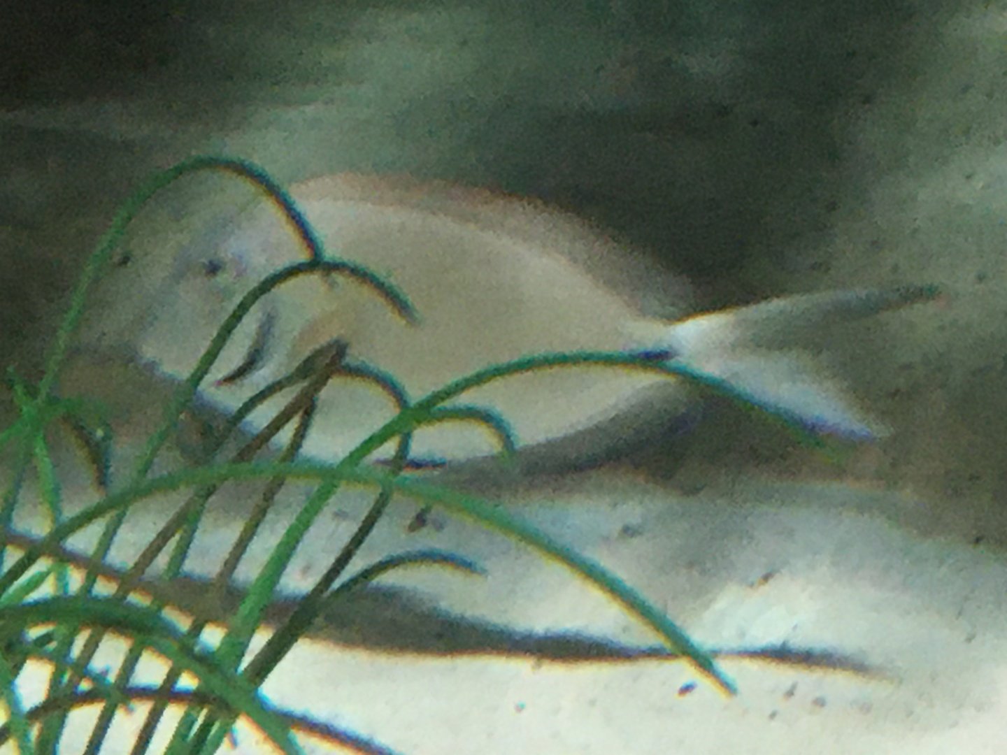 Surgeonfish Species?