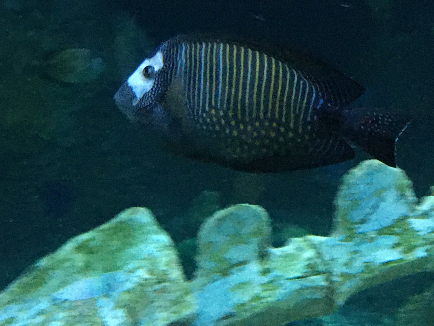 Surgeonfish Species?