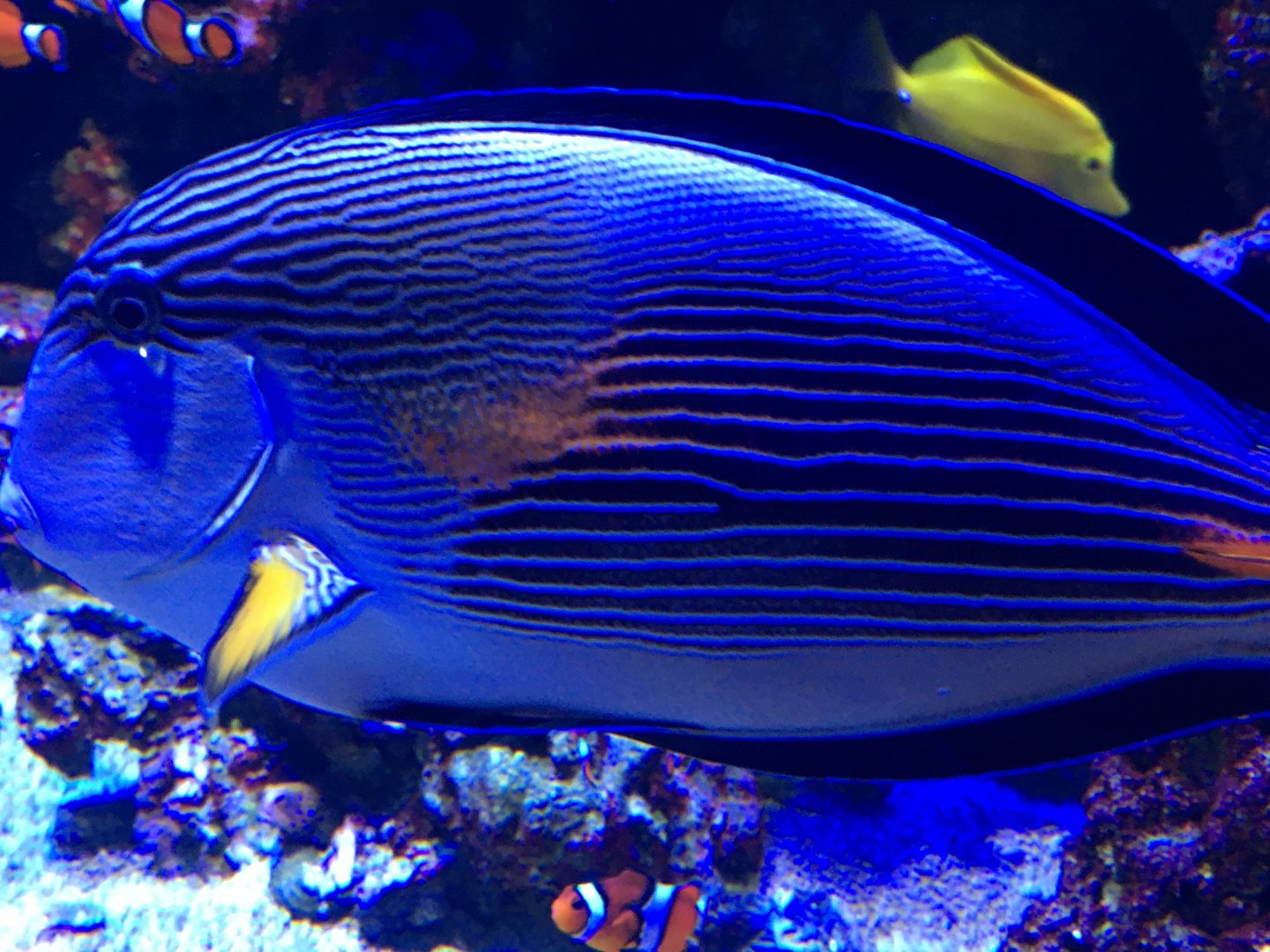 Surgeonfish Species?