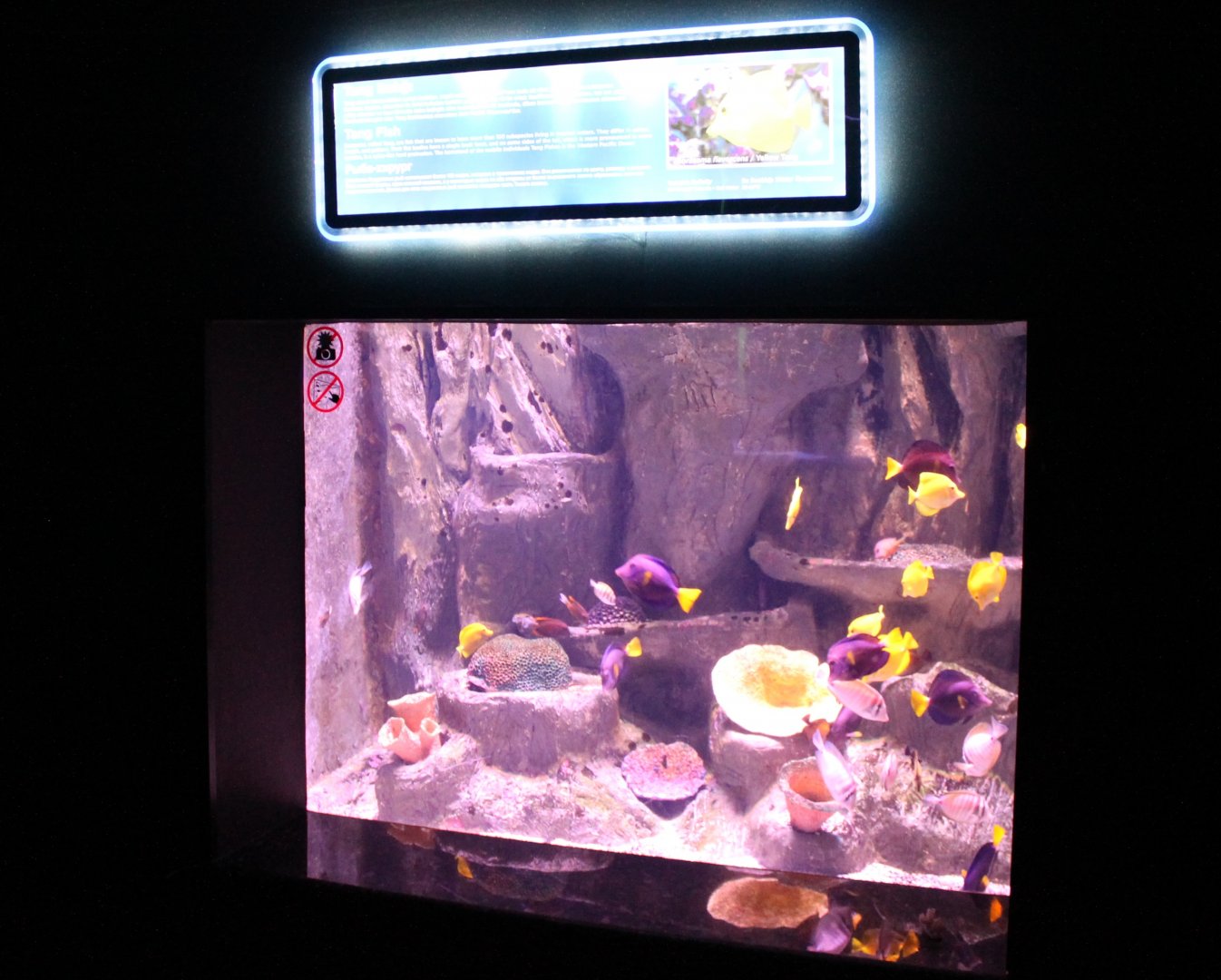 Surgeonfish-tank