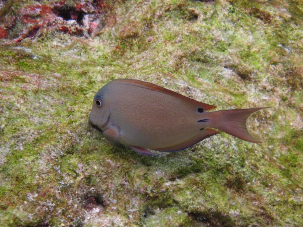 Surgeonfish