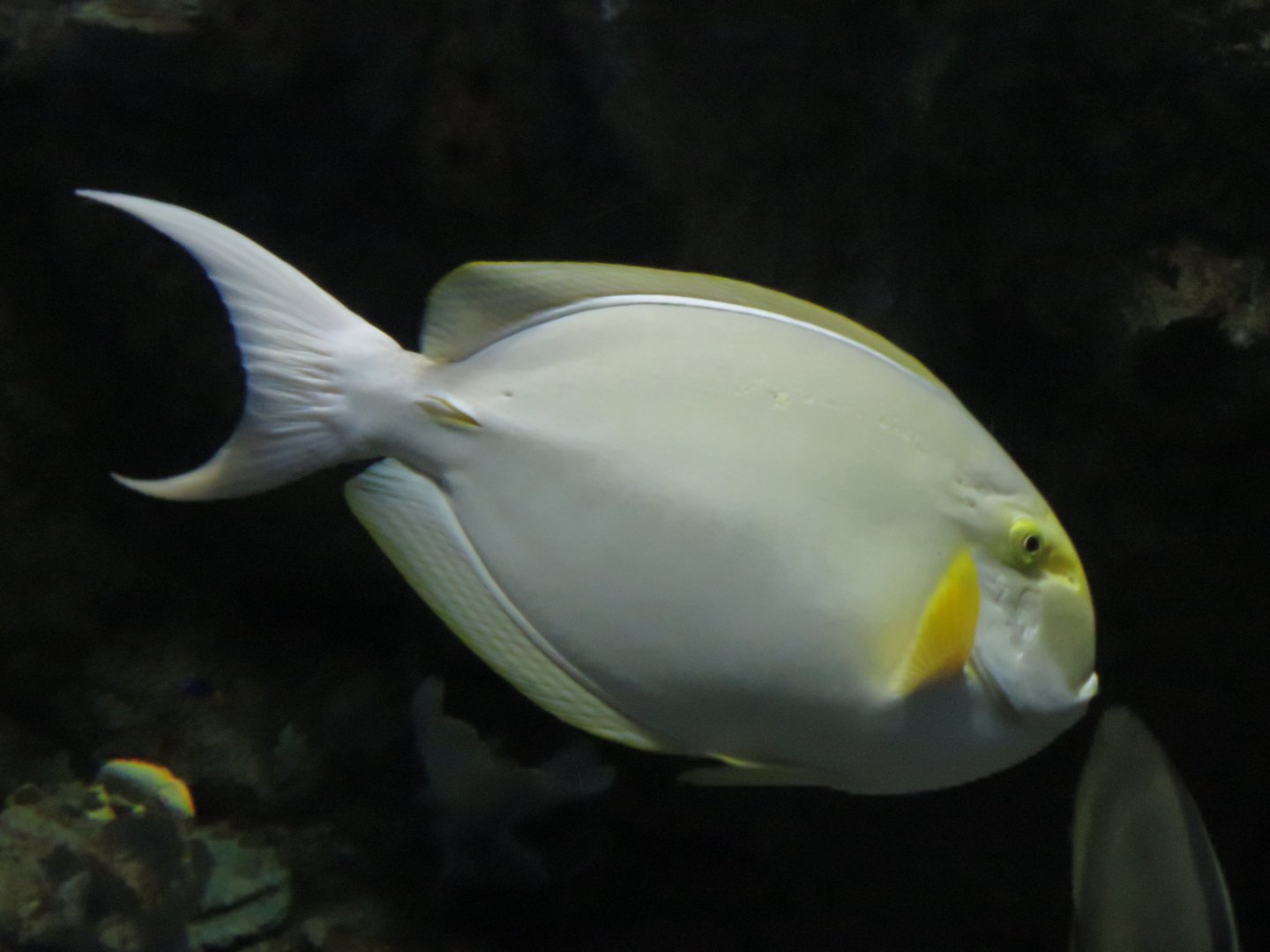 Surgeonfish