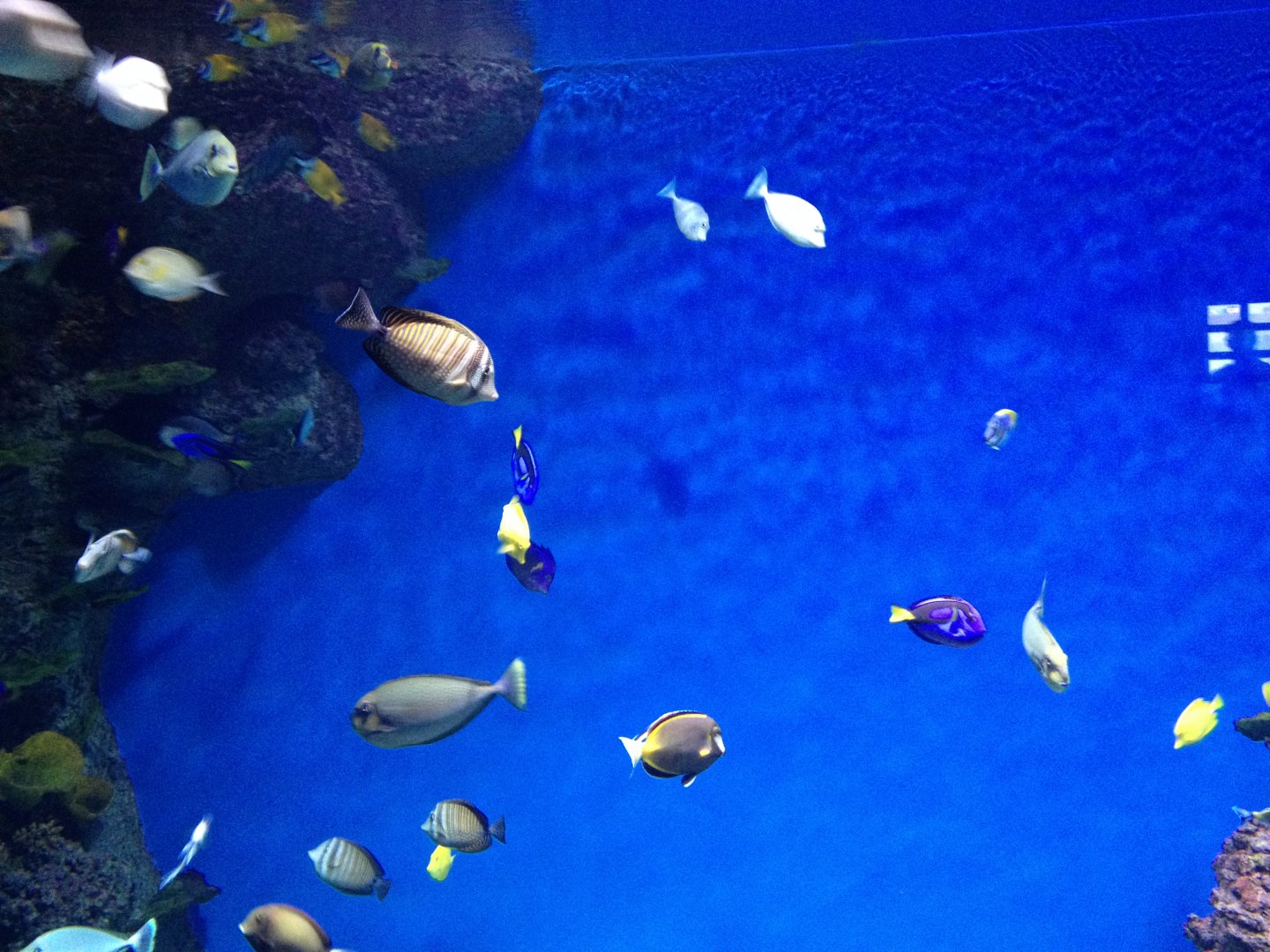 Surgeonfishes and tangs