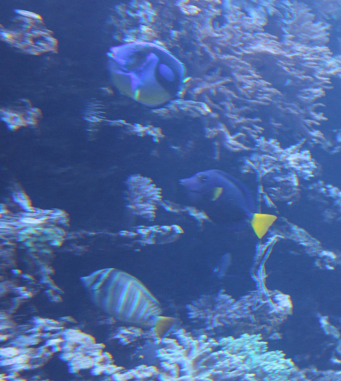 Surgeonfishes