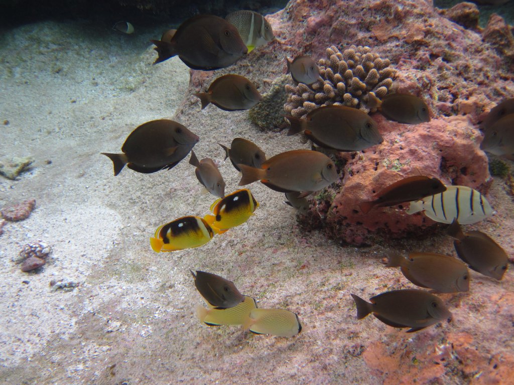 Surgeons and Butterflys