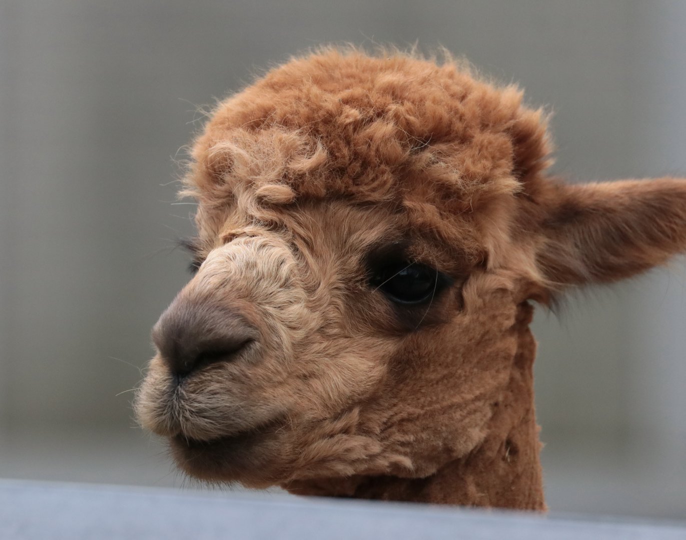 Suri Alpaca - Potter Park Zoo - 05/20/19