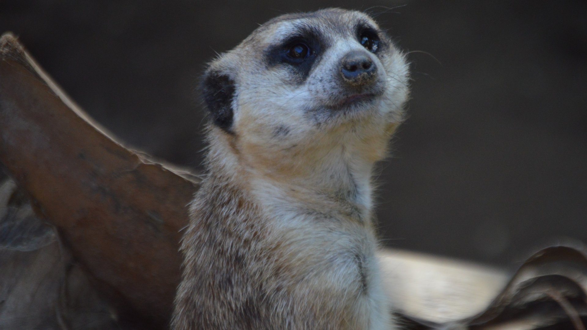 Suricata suricatta (iona?)