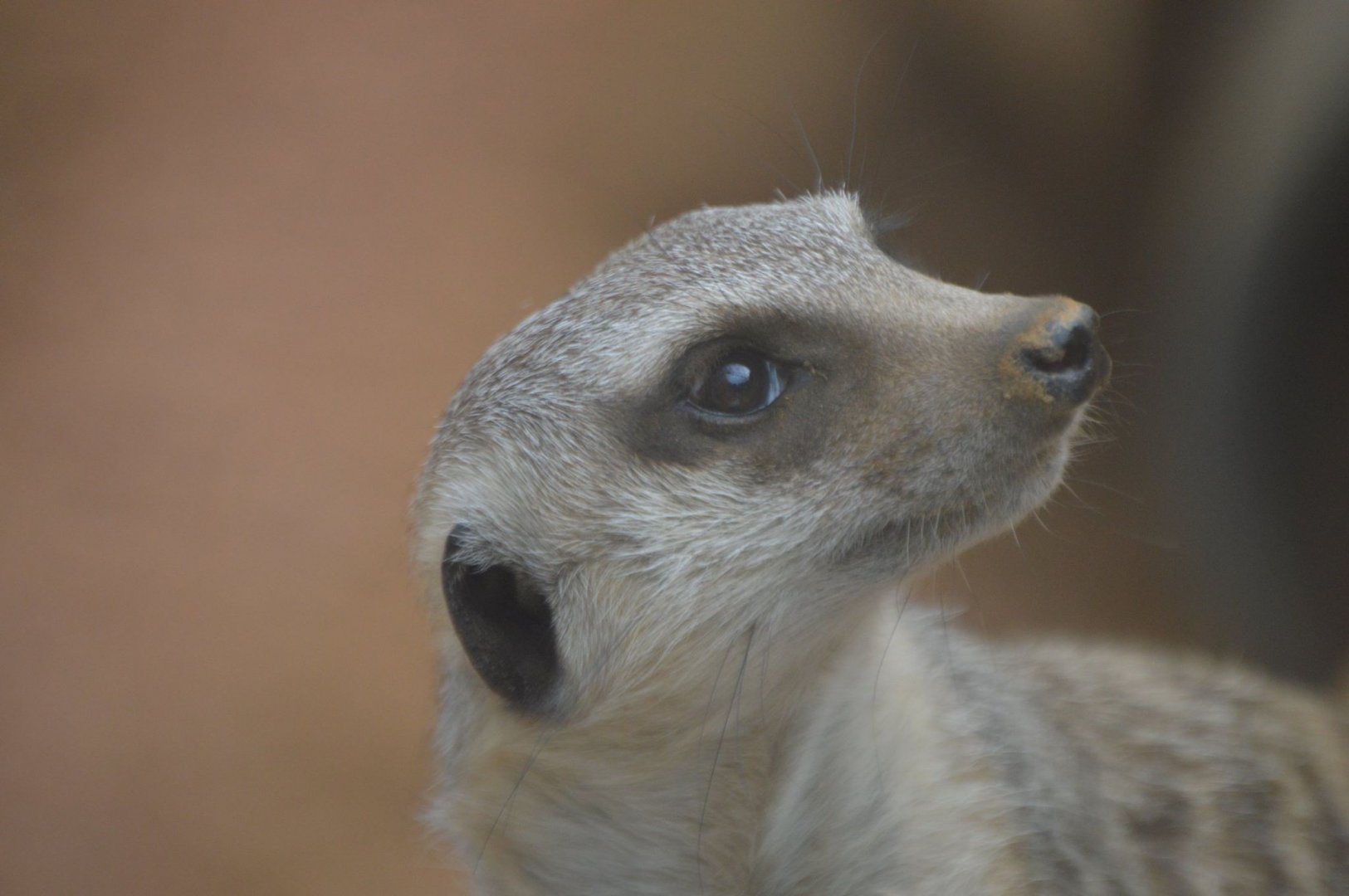 Suricata suricatta ssp.