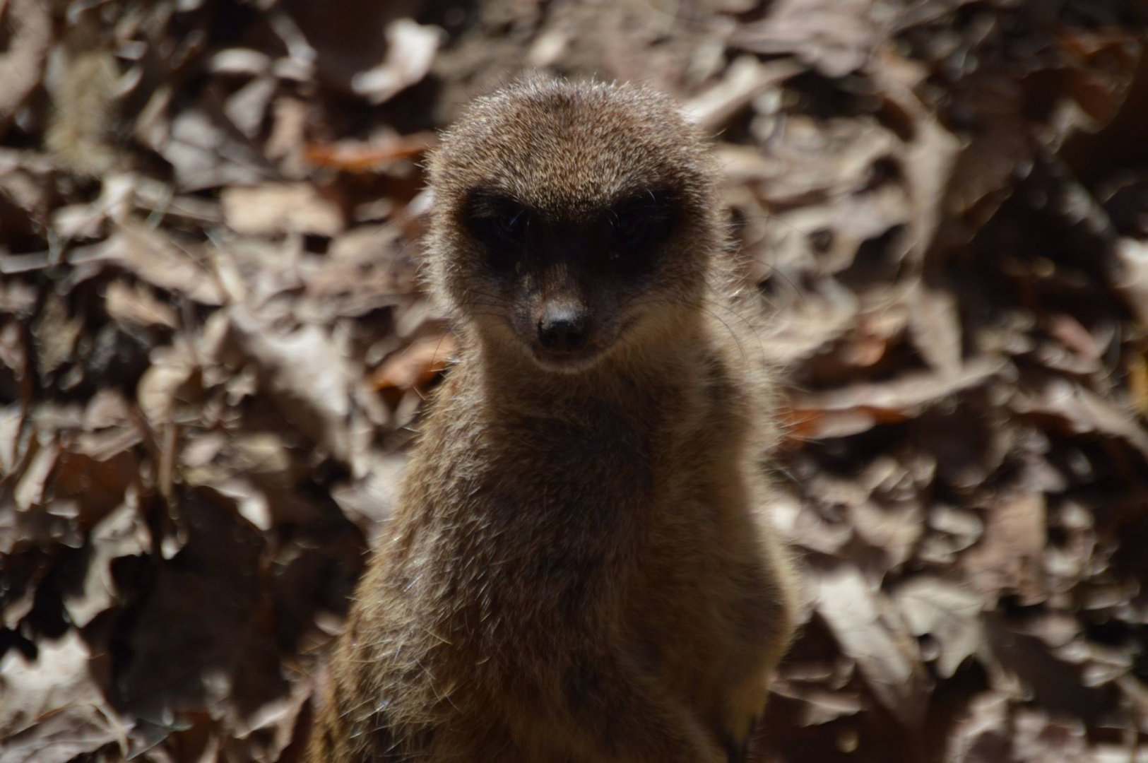Suricata suricatta suricatta