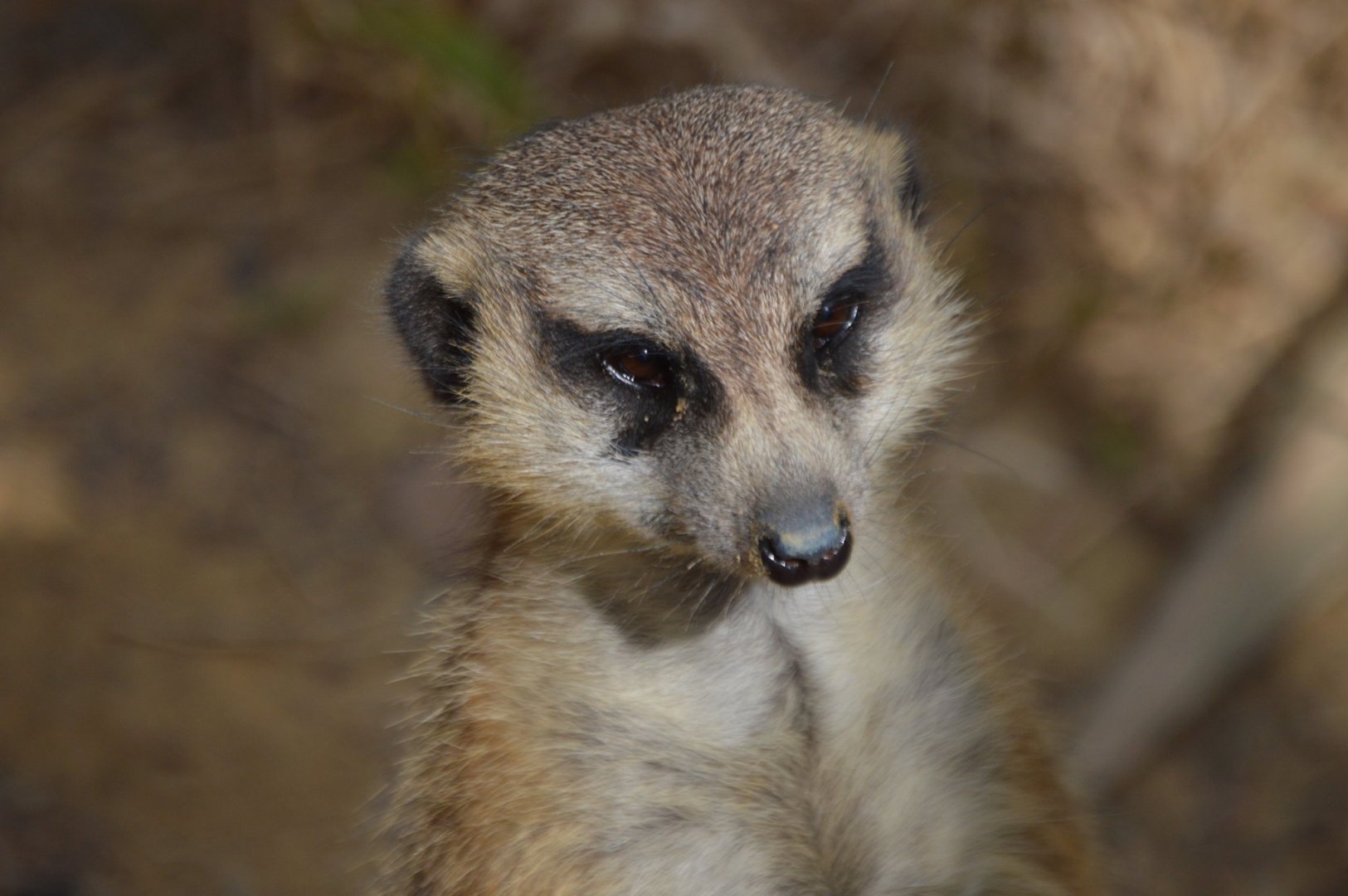 Suricata suricatta suricatta