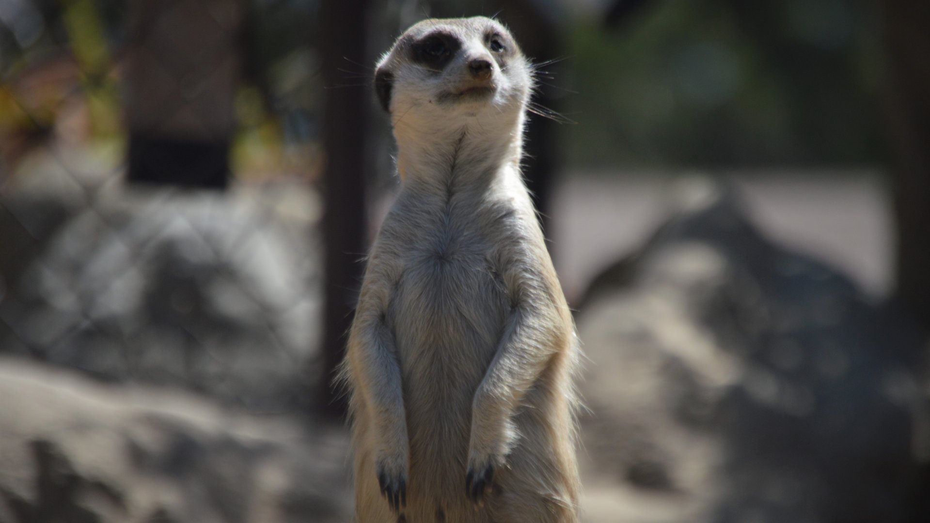 Suricata suricatta suricatta