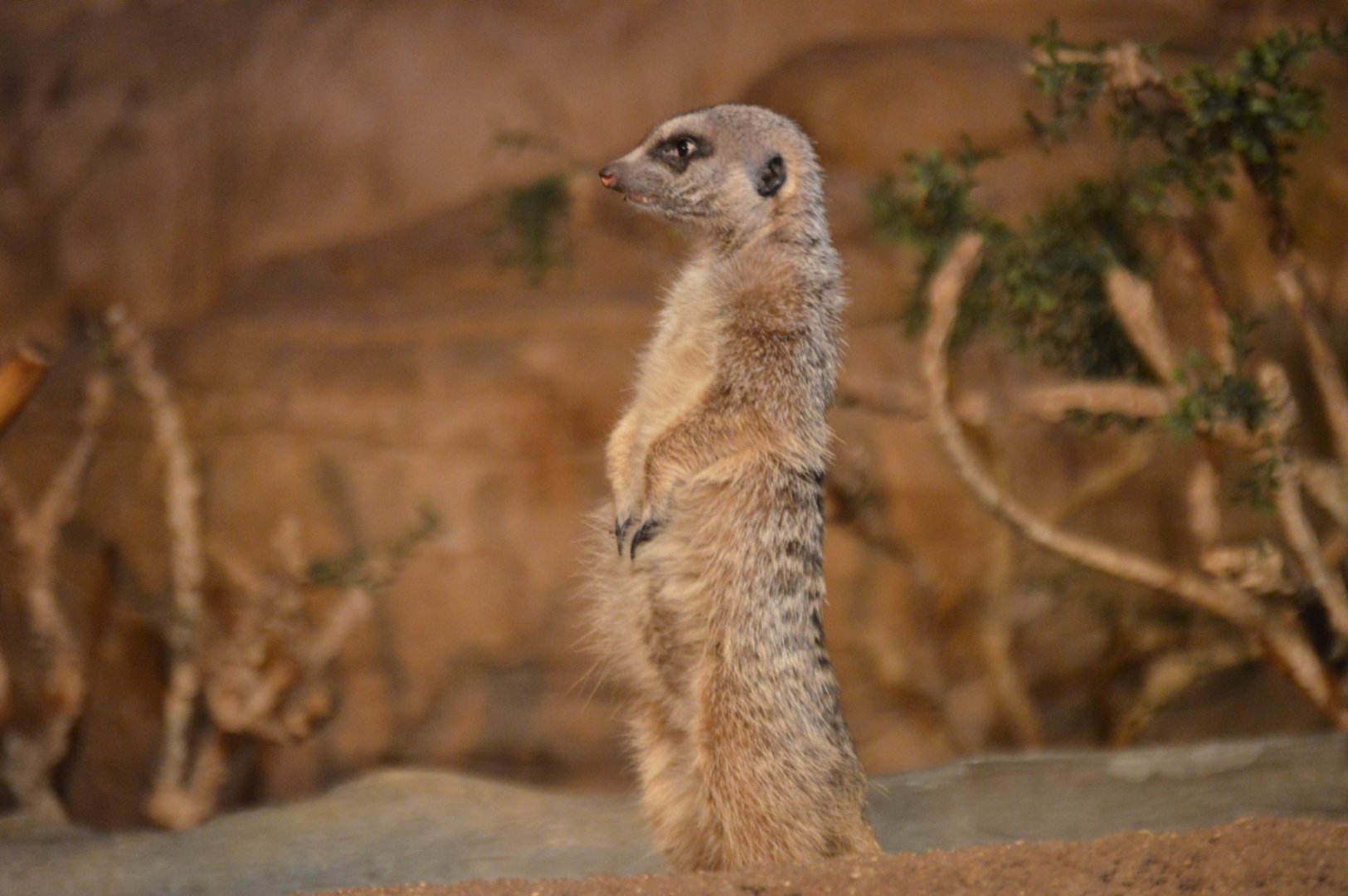 Suricata suricatta