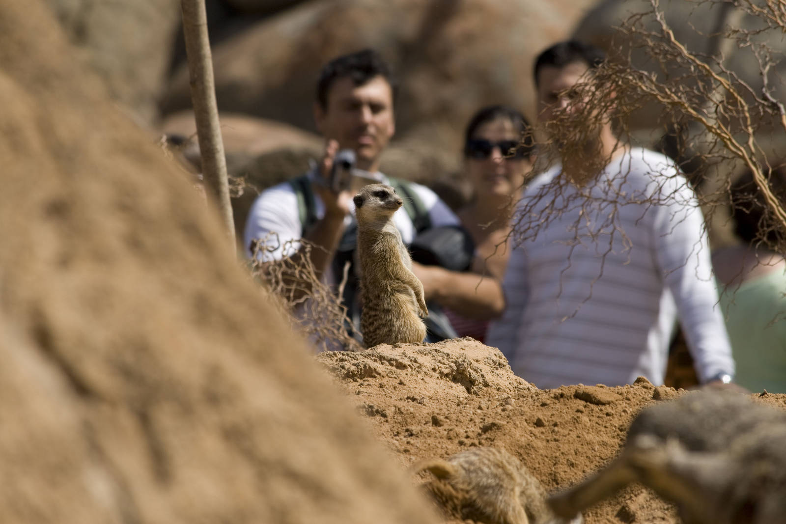 Suricate at Bioparc Valencia, Spain