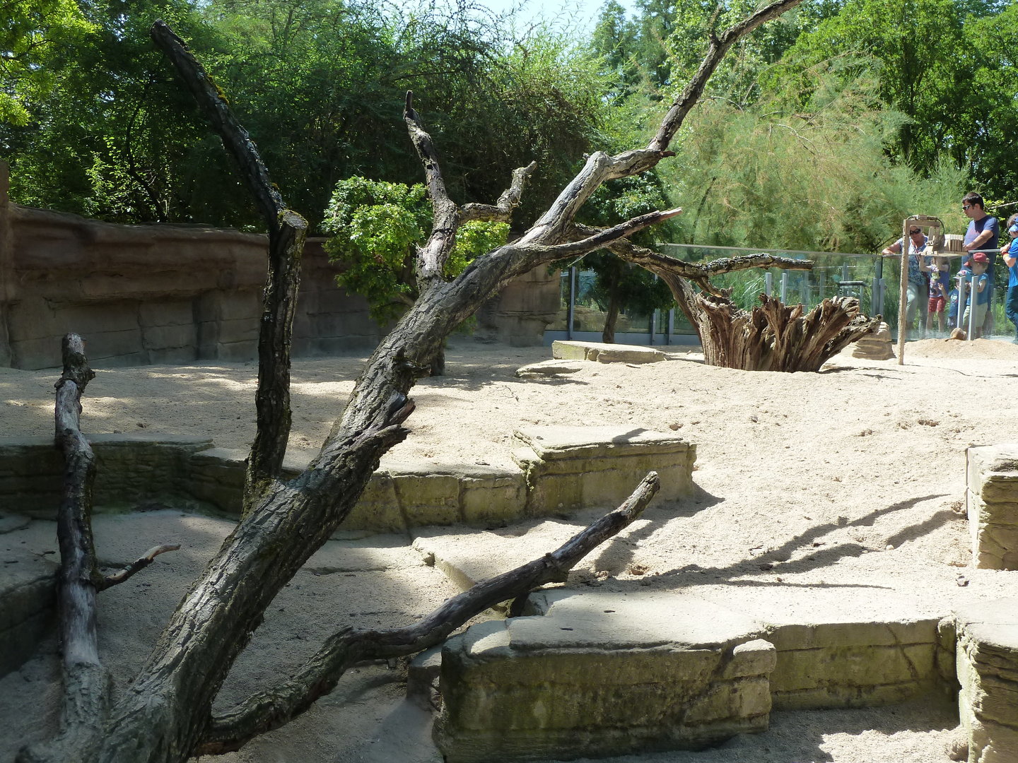 Suricate enclosure