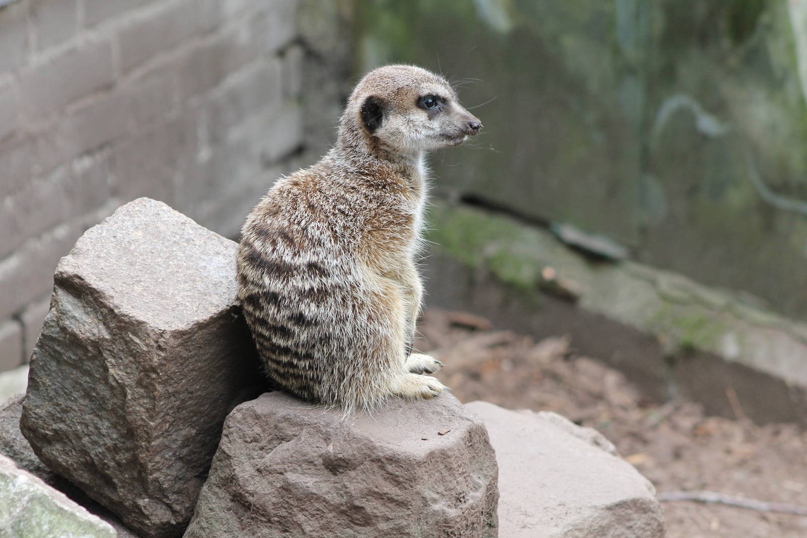 suricate / meerkat