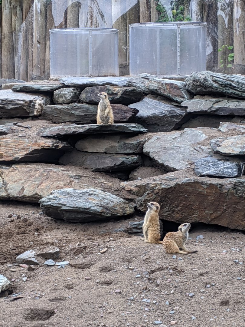 Suricats exhibit - 24-08-2020