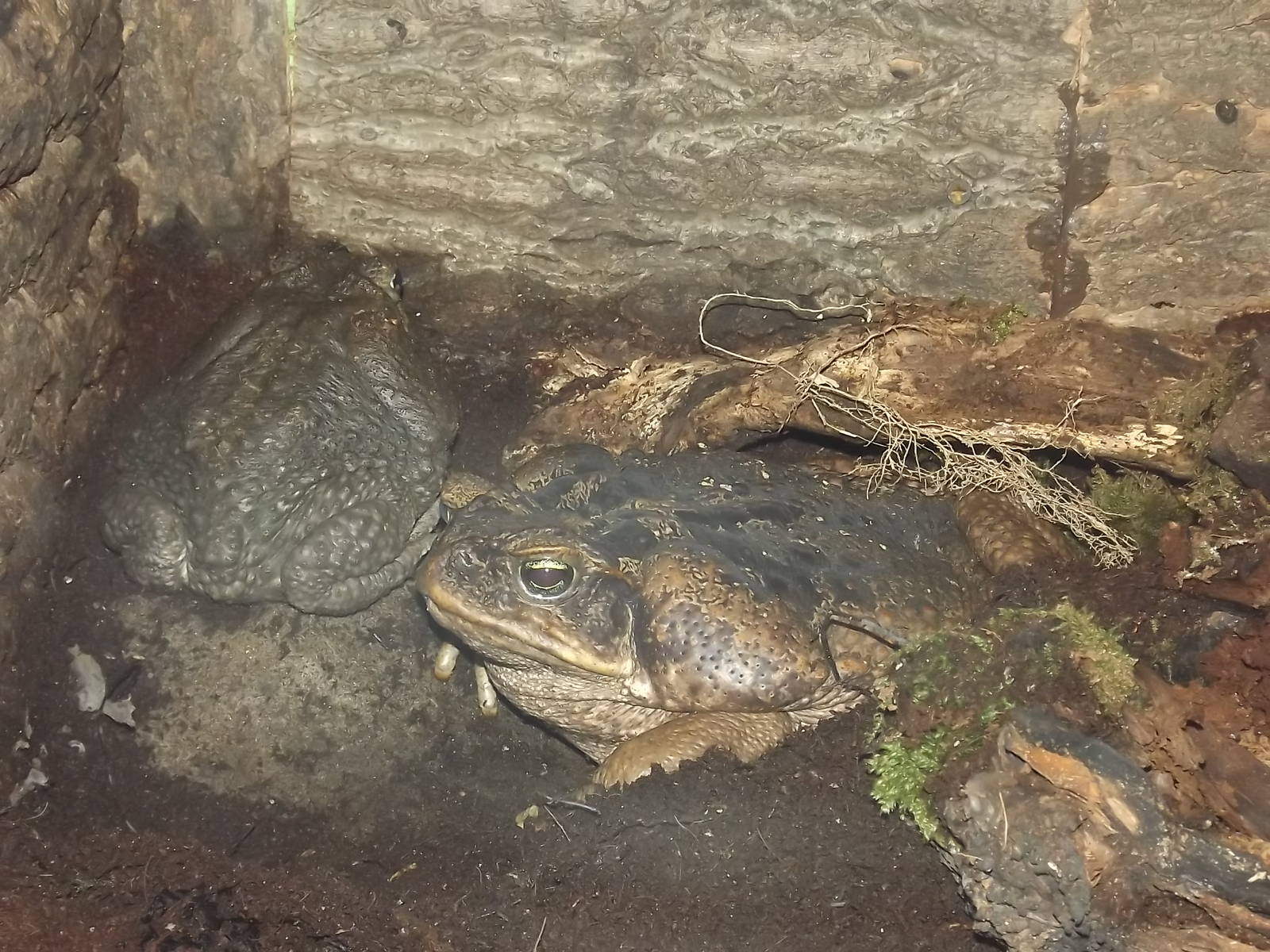 Surinam Cane Toads at Knowsley Safari Park 08/09/12