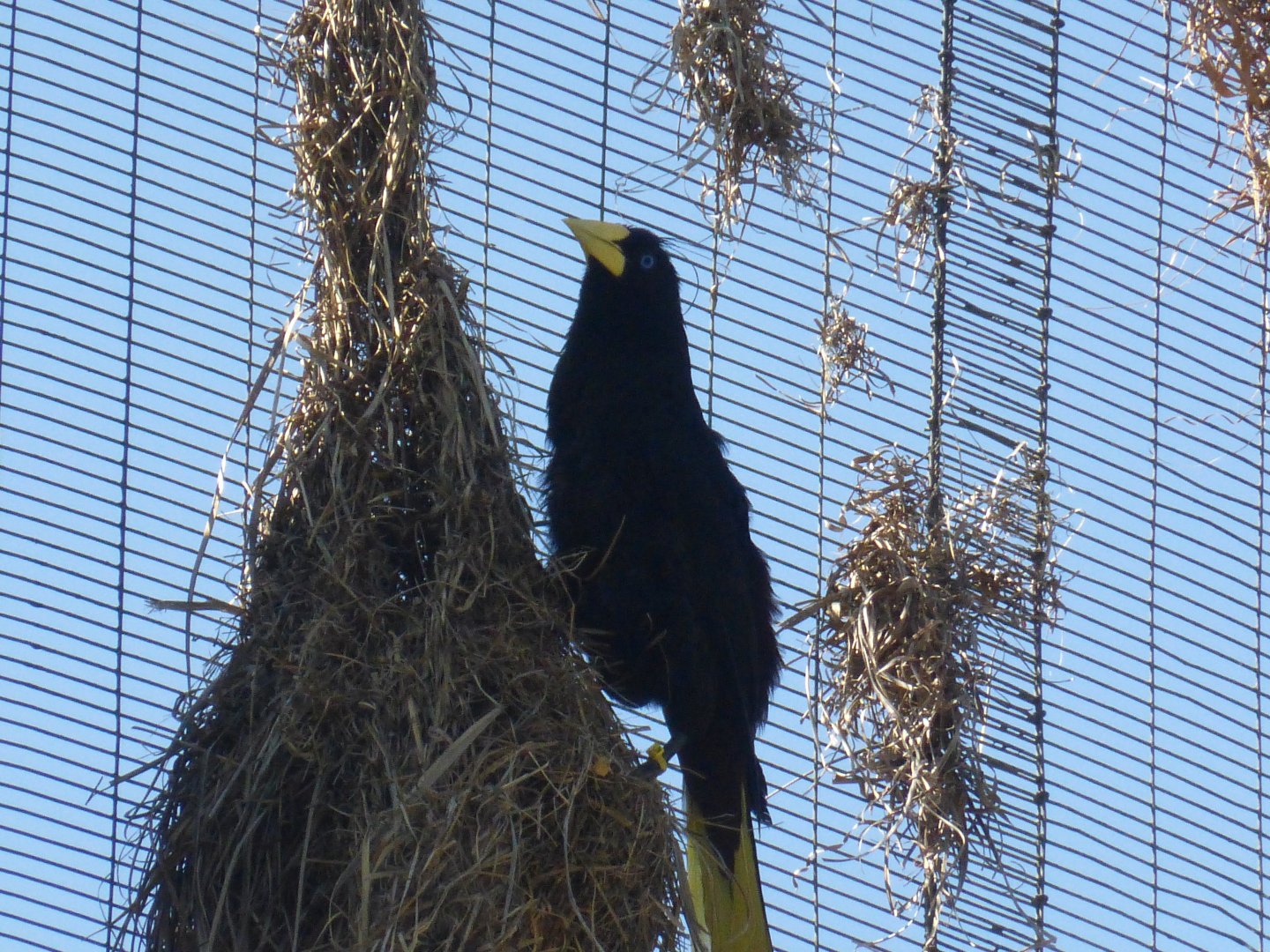Surinam crested orepondola