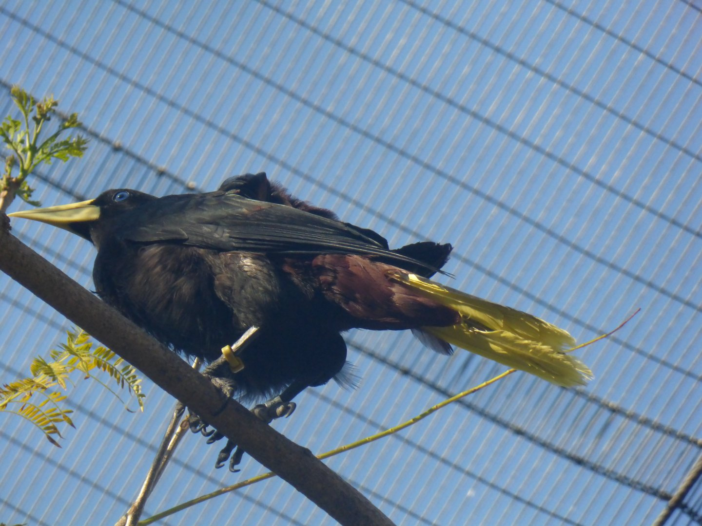 Surinam crested oropendola