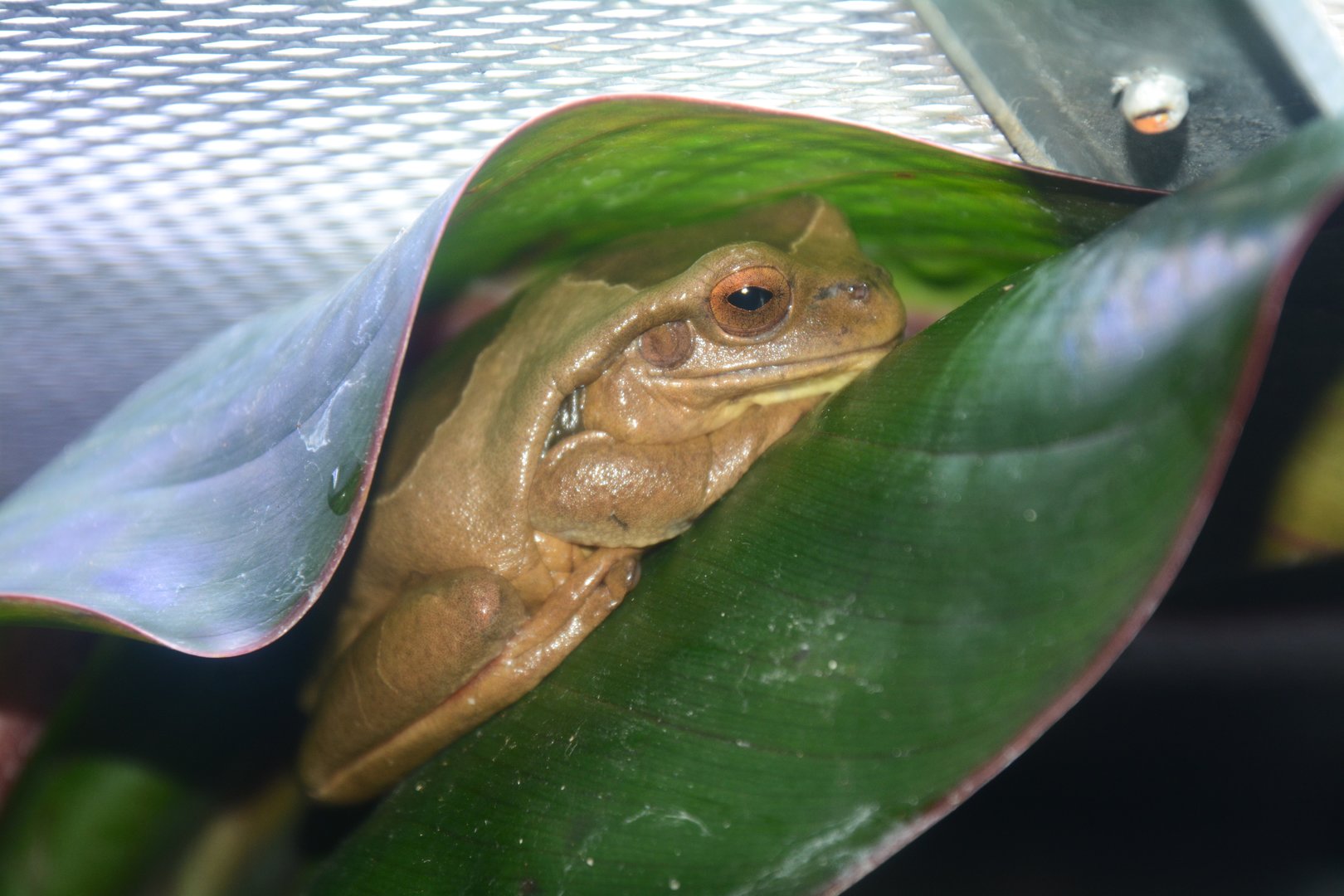 Surinam golden-eyed tree frog (Trachycephalus coriaceus)