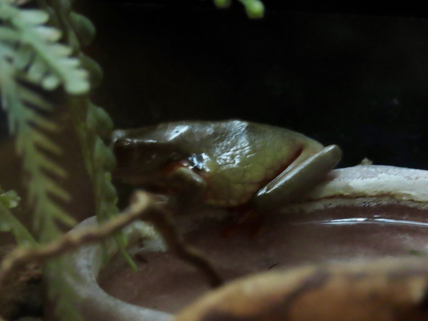 Surinam Golden-eyed Tree Frog (Trachycephalus coriaceus)