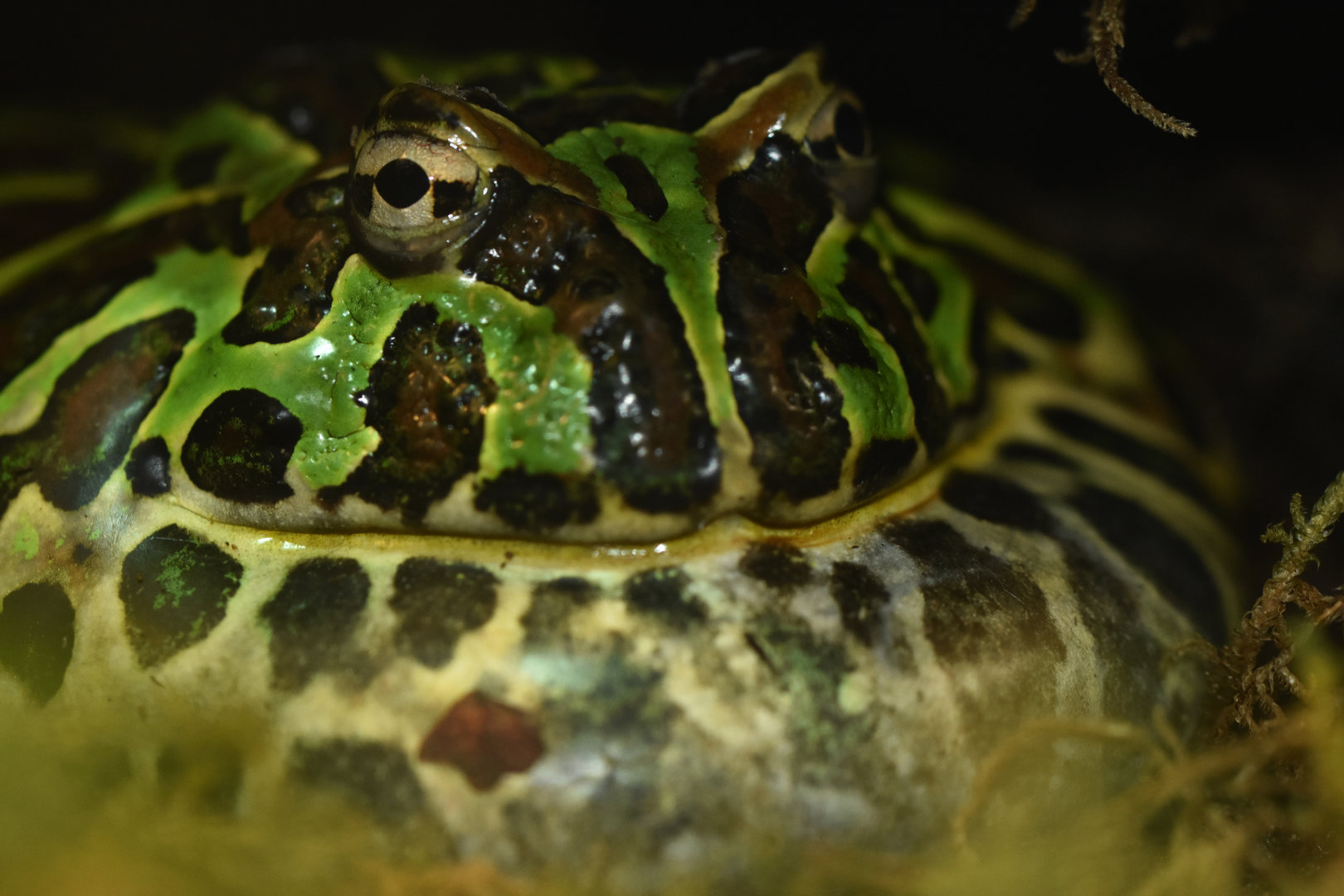 Surinam horned frog (Ceratophrys cornuta)
