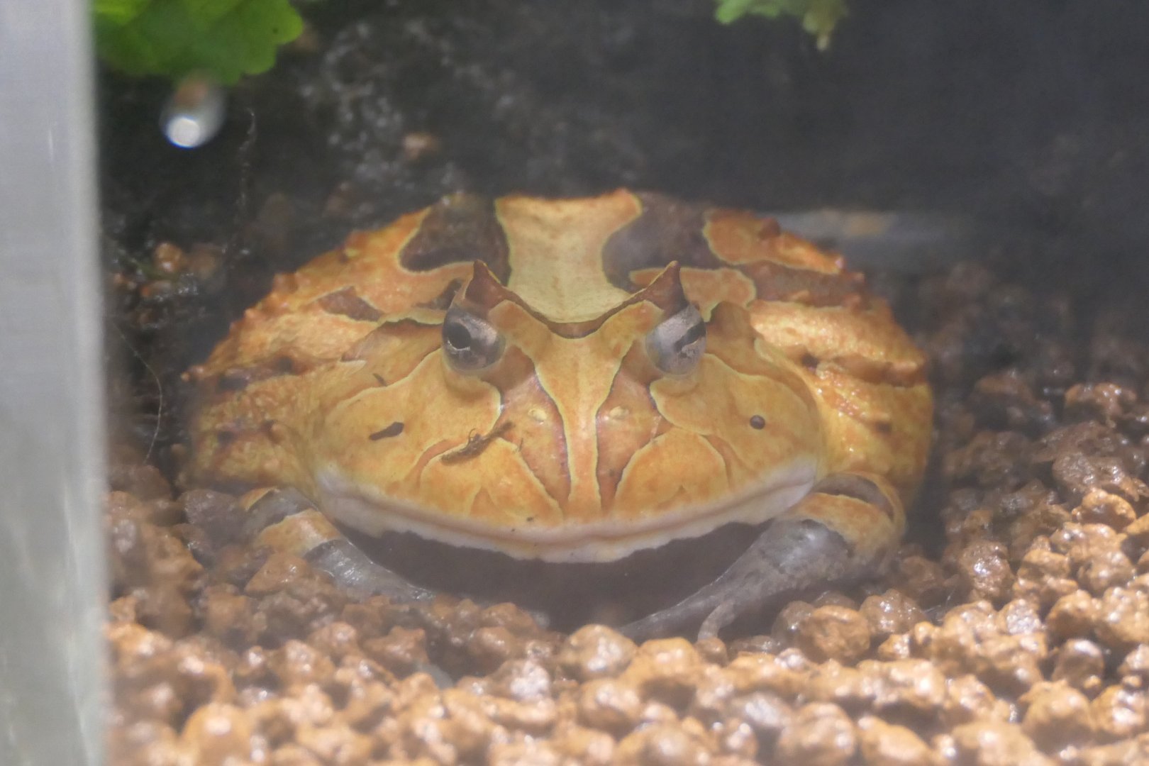 Surinam Horned Frog (Ceratophrys cornuta)
