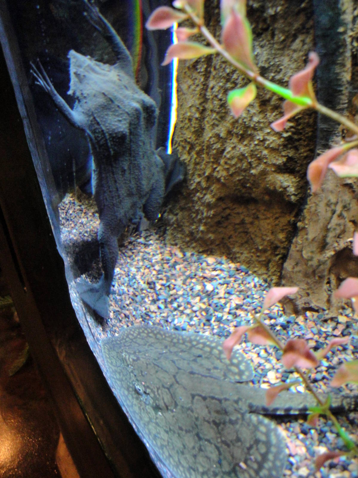 Surinam Toad and Freshwater Ray