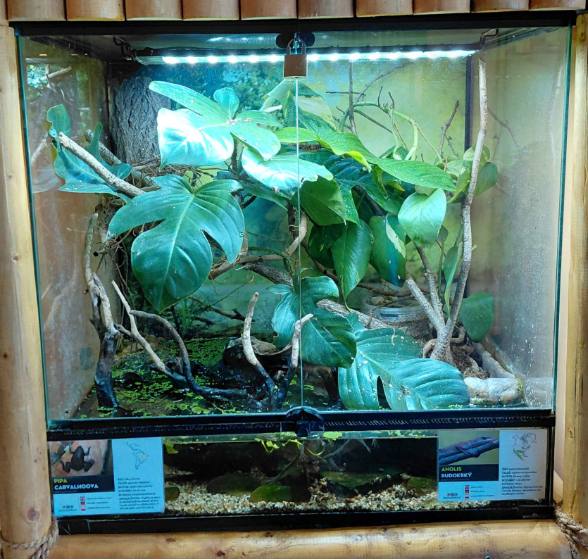 Surinam toad + anole exhibit